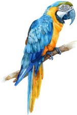 Colour blue gold macaw - blue,