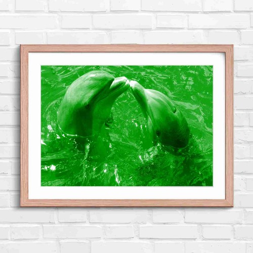 Cute dolphins kissing - dolphins, in