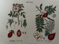 Antique Print 1925 Botanical