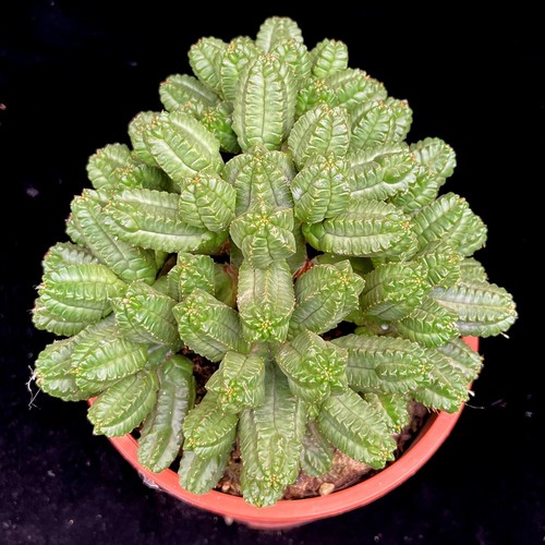 Euphorbia tubiglans succulent