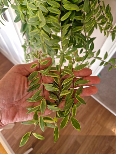 Aeschynanthus bolero bicolore - bolero,