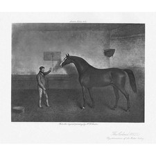 The Race Horse 'The Colonel'