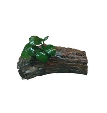 Anubias Nana on Cholla/ Driftwood Bog Wood Live Aquarium Plants Shrimp Safe