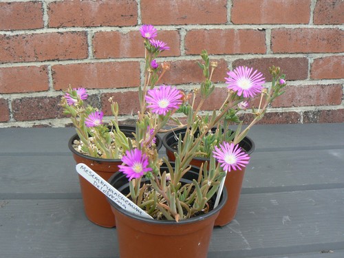Delosperma cooperi coopers - /,