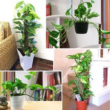 1 Devil's Ivy Golden Pothos