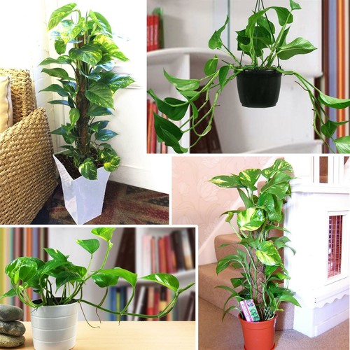 Devil ivy golden pothos - 1,