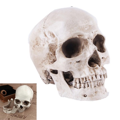 White resin skull model - white,