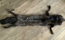 Vintage Silver Fox Fur Stole  complete with Clip VGC