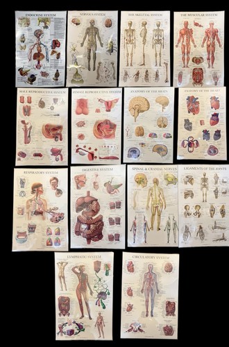 Body systems - systems, (7