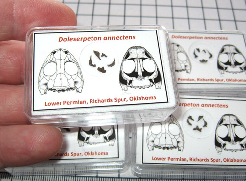 Permian doleserpeton amphibian - permian,