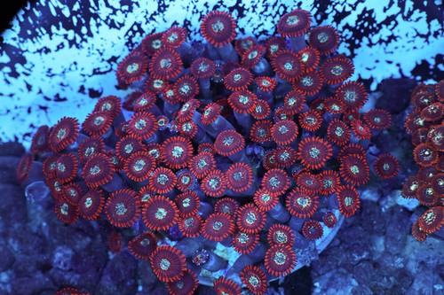 Red zoanthid colony wysiwyg - red,