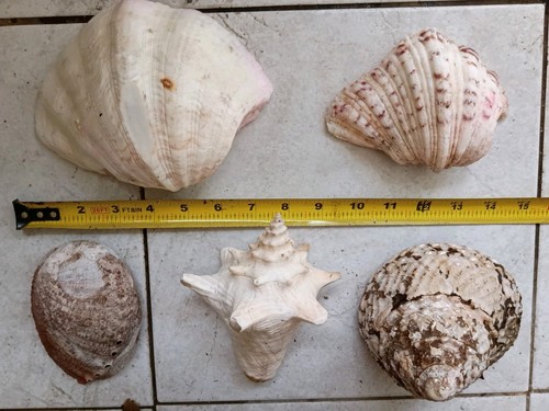 Conch and sea - 5, urchin