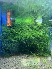 Java Moss Live Aquarium Carpet