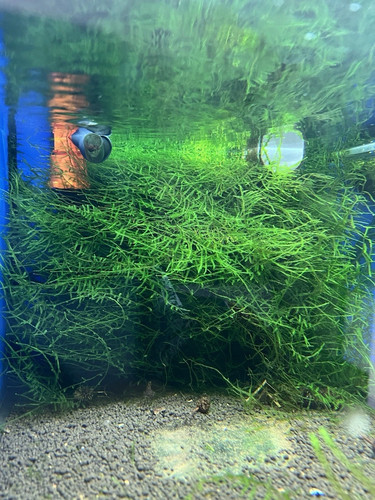Java moss live aquarium - java, carpet