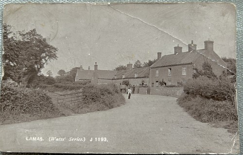 Buxton lamas norfolk - lamas,,