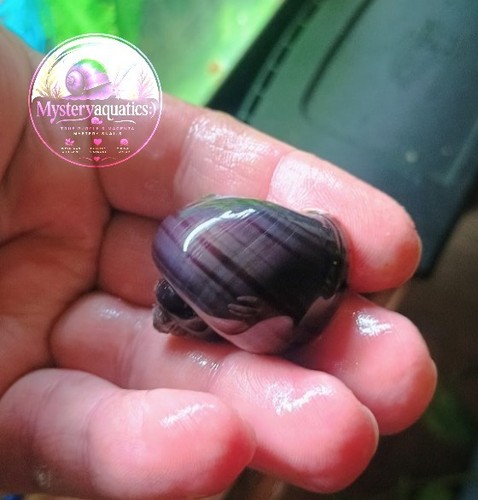 True purple mystery snail 1 - 1,