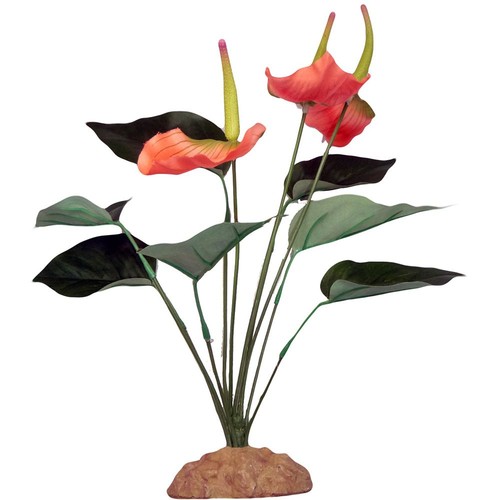 Komodo terrarium plants - terrarium,