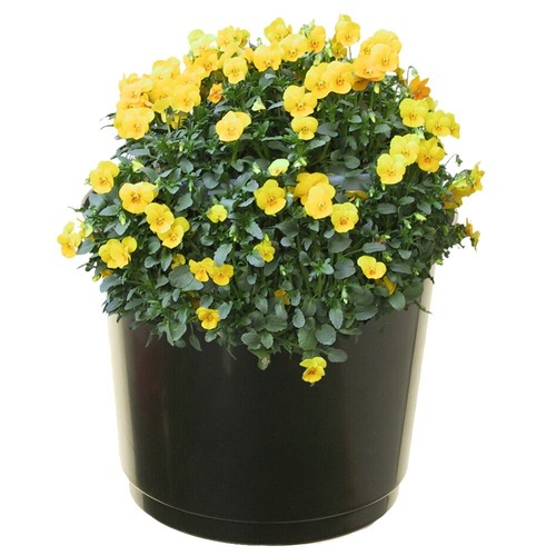 28cm garden tomato plant - plant, pot