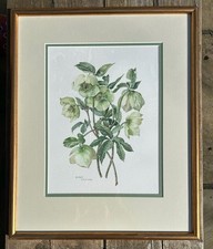 Original Watercolour Botanical