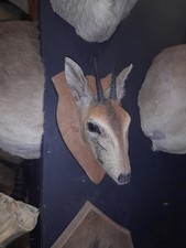 Taxidermy Duiker kudu