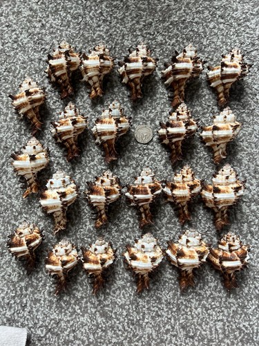 Murex seashells per - seashells, pcs