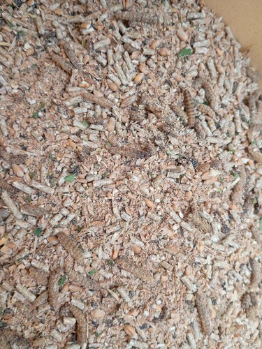 Quail layer feed 1kg high - layer,