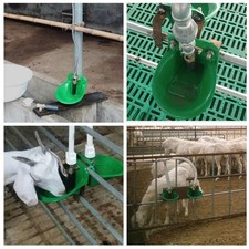 Water Trough Bowl Automatic