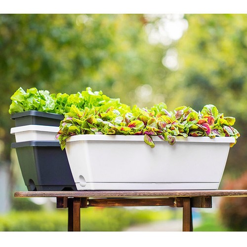 Trough plant pot long - plant,
