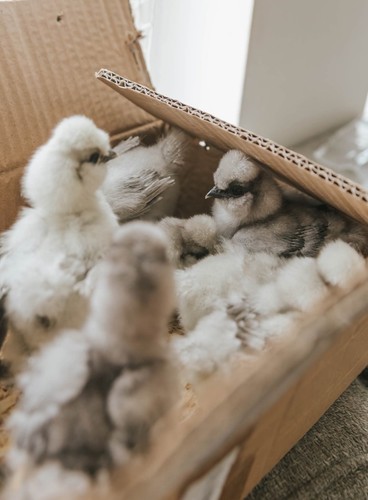 Purebreed silkie hatching eggs - purebreed,