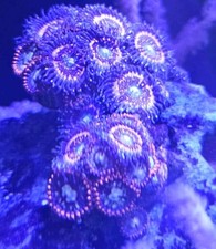 Orange Tangerine Zoanthid Frag. Soft Marine Coral Pickup London Hackney N16.