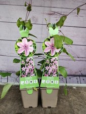 2 x Clematis Hagley Hybrid 9cm