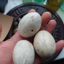 3x vintage ceramic dummy
