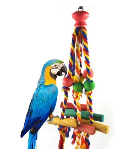 Random colors bird - colors, accessories
