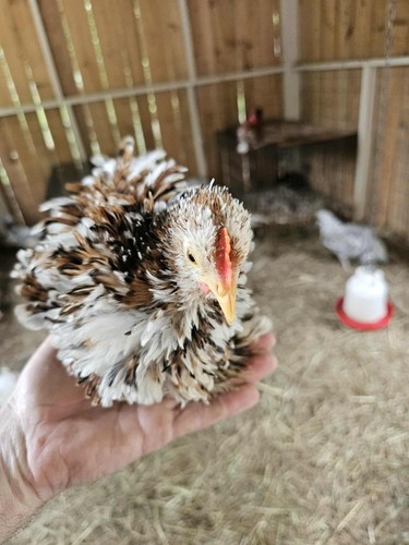 Mille fleur bantam cochins - bantam,