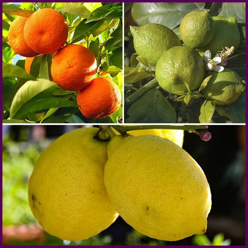 Citrus fruit trees - 3, x
