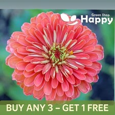 ZINNIA DAHLIAFLOWERED SALMON