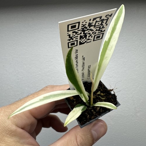 Philodendron tortum albo - philodendron,
