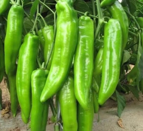 Heirloom bull horn pepper - heirloom, bull's