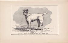 1900 SMOOTH FOX TERRIER Dog