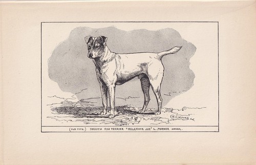 1900 smooth fox terrier - smooth, dog