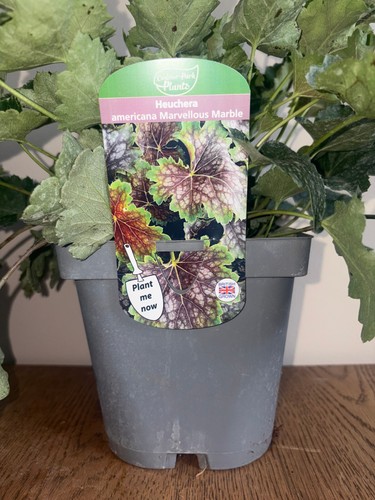 Heuchera marvellous marble - marvellous, 2l