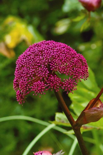 Angelica gigas seeds giant - gigas, 5