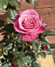 Hybrid tea rose plant