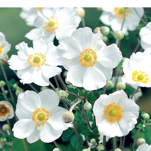 Anemone hybrida honorine - x,