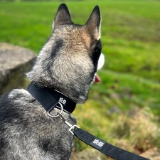 K9-KO - 4cm Slip Collar | With