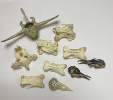 Real Bird Skulls And