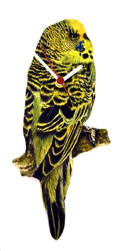 Green budgie clock budgies - -,