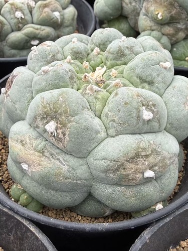 Beautiful cactus succulent - lf,