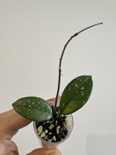 Hoya Carnosa Splash Rooted
