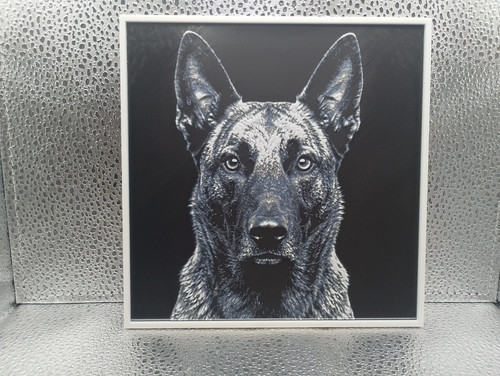 Dutch shepherd hueforge - dutch,